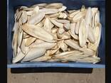 2023 Hot Sale Cuttlefish Bones Dried cuttlefish bone Cuttle fish bone - фото 1
