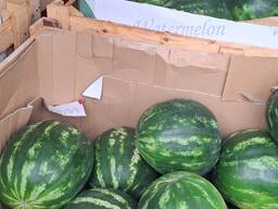 Арбуз турецкий