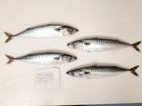Atlantic mackerel Атлантическая скумбрия 400/600 ящик 20кг