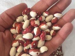 Beans from Ukraine