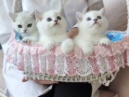 Британские котята