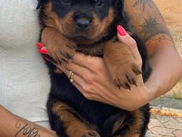 Căței Rottweiler masculi și femele pentru iubitorii de animale de companie..