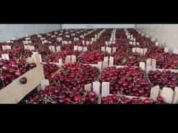 Черешня из Республики Молдова оптом от 20 тон