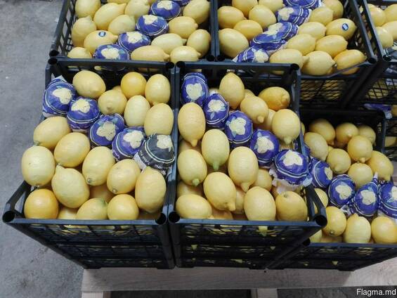 Цитрусовые . Фрукты