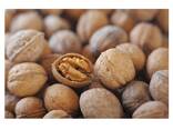 Factory Supply Lowest Price Walnut Inshell Wholesale Cheap Price Exporters - фото 10