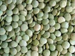 Фасоль, чечвица