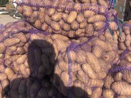 Фермерське господарство продає товарну картоплю Гранада