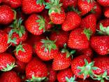 Firma din Moldova exporteaza legume si fructe. The company from Moldova exports vegetables - фото 1