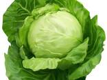Firma din Moldova exporteaza legume si fructe. The company from Moldova exports vegetables - фото 3