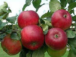 Firma din Moldova exporteaza legume si fructe. The company from Moldova exports vegetables - фото 1