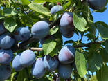Deliveries from Moldova of fresh fruits and vegetables. - фото 1