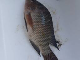 Frozen Tilapia Fish