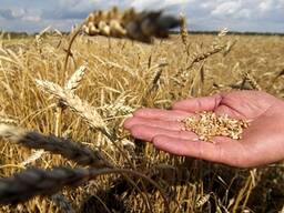 Grain for sale, wheat, rapeseed, barley and yellow peas