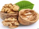 Грецкий орех - фото 1
