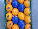 Грейпфрут прямой экспорт из Турции - фото 3