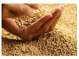 Hot Selling Price Natural Soft Wheat Grains in Bulk - photo 1