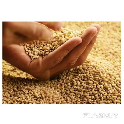 Hot Selling Price Natural Soft Wheat Grains in Bulk
