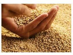 Hot Selling Price Natural Soft Wheat Grains in Bulk