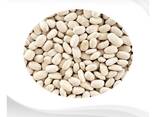 Hot Selling Price Of Organic Dried White Kidney Beans In Bulk Quantity - фото 2