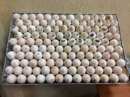 Инкубационное яйцо бройлера КОББ 500