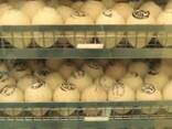 Инкубационные яйца маркерованые от птицефабрик Европы индюки , гуси, куры, утки