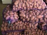 Картофель - фото 3