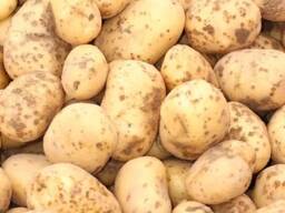 Картофель 2024