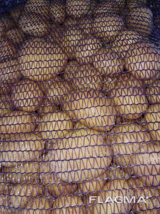 Картофель Коломбо 2023