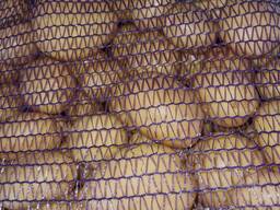 Картофель Коломбо 2023