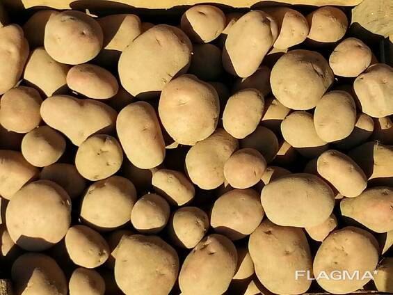 Картофель оптом из Польши