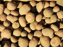 Картофель оптом из Польши