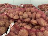 Картофель оптом из Польши - фото 8
