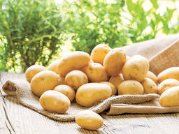 Картофель мытый продовольственный