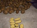 Картофель продовольственный - фото 2