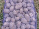 Картофель продовольственный - фото 1