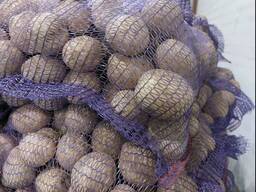 Картофель продовольственный