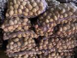 Картофель продовольственный урожай 2025 - photo 2