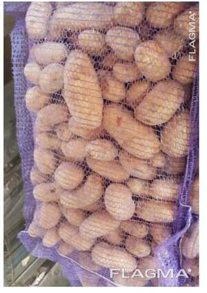 Картофель свежий