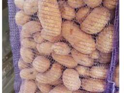 Картофель свежий