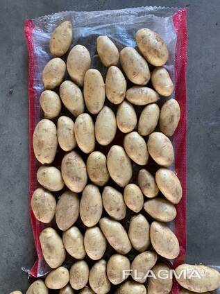 Картофель Спунта