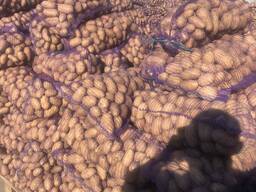 Картошка оптом