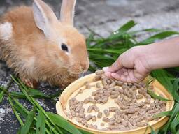 Комбикорм для кроликов / Furaj combinat pentru iepuri