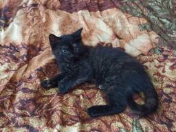 Кошечка черепаховая