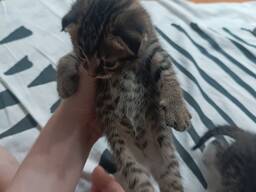 Котята скоттиш фолд