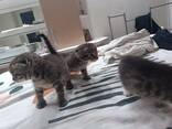Котята скоттиш фолд - photo 1