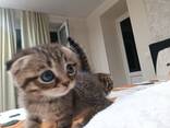 Котята скоттиш фолд - photo 3