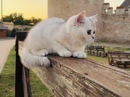 Котята в дорогом окрасе серебристая шиншилла