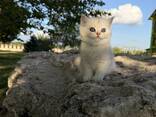 Котята в дорогом окрасе - серебристая шиншилла - photo 5
