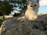 Котята в дорогом окрасе - серебристая шиншилла - photo 6