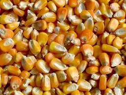 Кукуруза, 1000 т. , урожай 2021 года, производства Украина